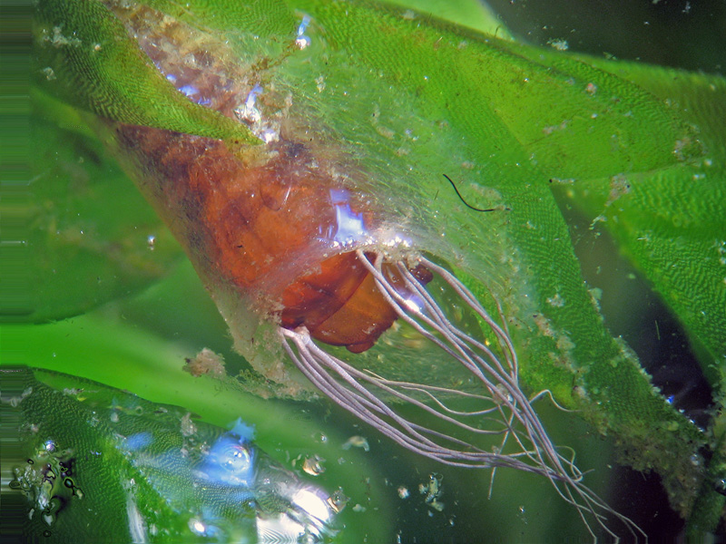 Pupa di Simulidae